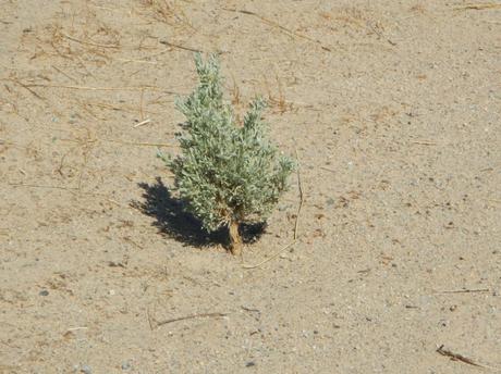 Baby Tree from the Utah Desert