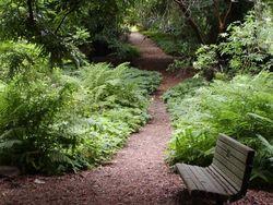 Strybing_Arboretum_trail