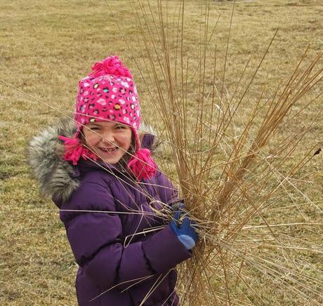 Cutting back the ornamental grasses with my daughter