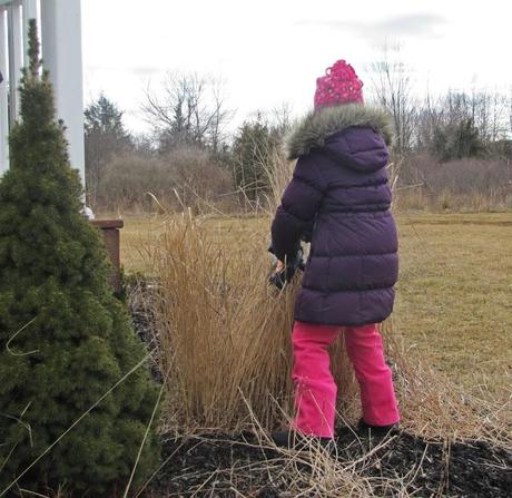 Cutting back the ornamental grasses with my daughter