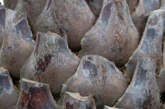 Butia yatay Bark (09/02/2013, Kew Gardens, London) Butia yatay Bark (09/02/2013, Kew Gardens, London)