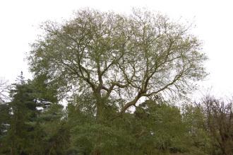 Quercus nigra (09/02/2013, Kew Gardens, London)