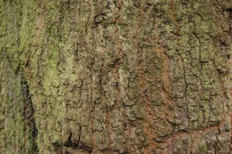 Quercus nigra Bark (09/02/2013, Kew Gardens, London)