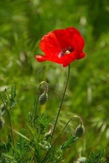 Remembrance Sunday 2012: every person matters