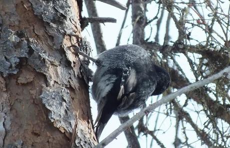 Black-backed Woodpecker sighted in Algonquin Provincial Park View of a Black-backed Woodpeckers tail and back feathers.