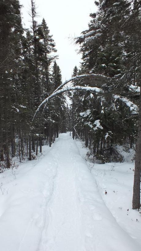 Black-backed Woodpecker sighted in Algonquin Provincial Park Spruce Bog boardwalk - Algonquin Park - Ontario