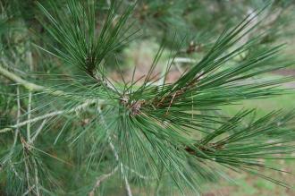 Pinus brutia Leaf (09/02/2013, Kew Gardens, London)