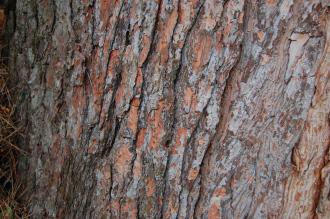 Pinus brutia Bark (09/02/2013, Kew Gardens, London)