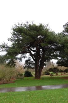 Pinus brutia (09/02/2013, Kew Gardens, London)