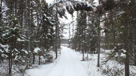 Spruce Bog boardwalk covered with snow in late winter in Algonquin Provincial Park - Ontario