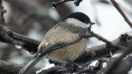 A Black-capped Chickadee sits in a tree in Toronto, Ontario during snowstorm - 1