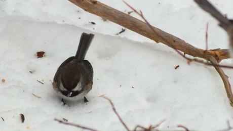 A Boreal chickadee on snowy ground in Algonquin Provincial Park