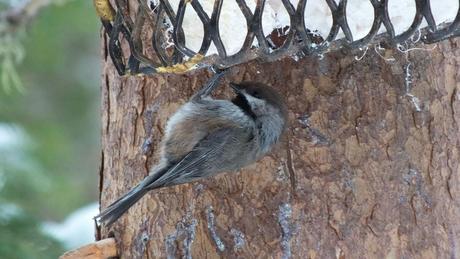 A Boreal chickadee checks out the suet feeder in Algonquin Park