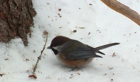A Boreal chickadee sits on the snowy ground in Algonquin Park with snow in its peak.