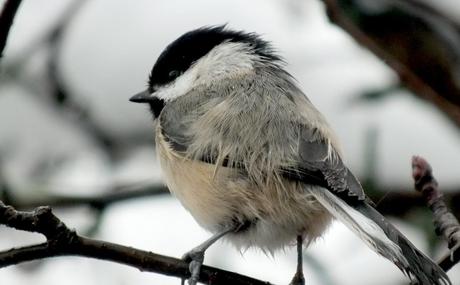 A Black-capped Chickadee sits in a tree in Toronto during a snowstorm.