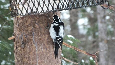 Hairy Woodpecker works away at the suet feeder on the Spruce Bog boardwalk in Algonquin Provincial Park - Ontario