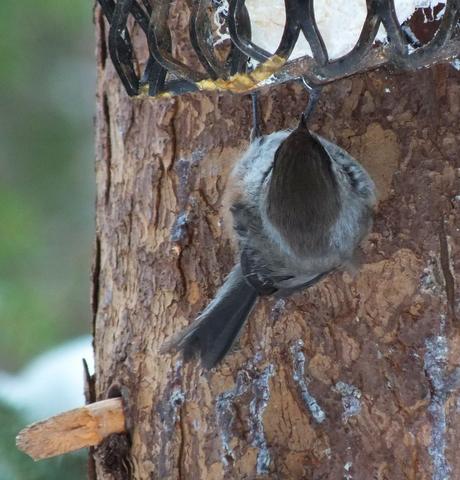 A Boreal chickadee hangs onto a suet feeder in Algonquin Park