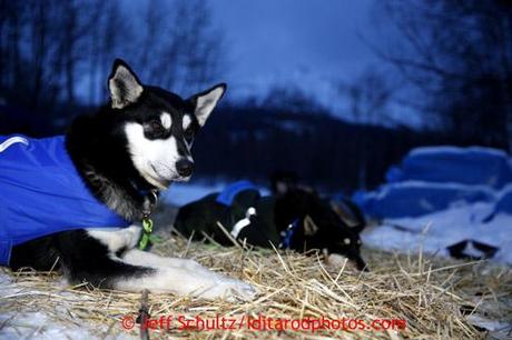 Iditarod 2013: Zirkle Takes The Lead In Grayling