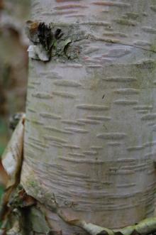 Betula ermanii Bark (09/02/2013, Kew Gardens, London)