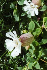 Kynance Cove on a Spring morning Sea campion at Kynance Cove