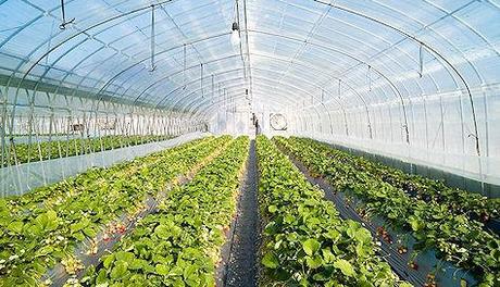 Hot Tips For Growing Your Own Veggies in Greenhouses