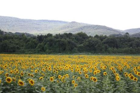 DAILY PHOTO: Sunflower Field in Rural Hungary Taken between Szentendre and Visegrad