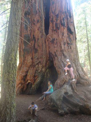 I Would Gather My Friends and Sleep in a Sequoia Tree