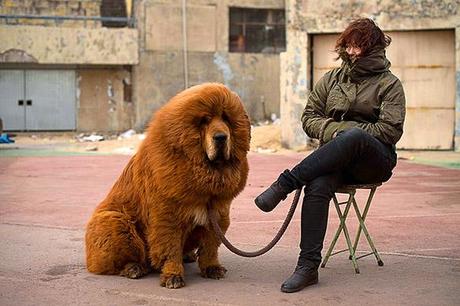 See the MOST Expensive DOG in the WORLD!