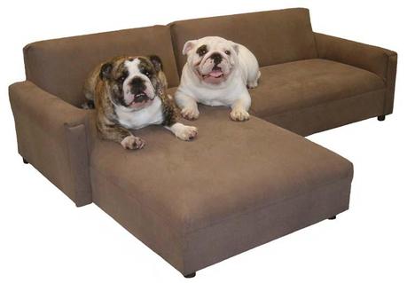Dog-on-furniture3