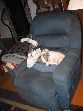 Dog-on-furniture1