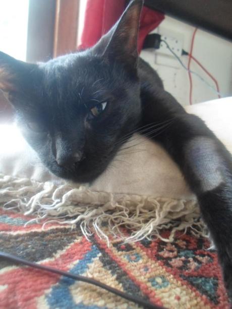 Raw Grape Tomato Pasta Sauce Image