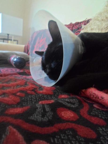 Raw Grape Tomato Pasta Sauce Image