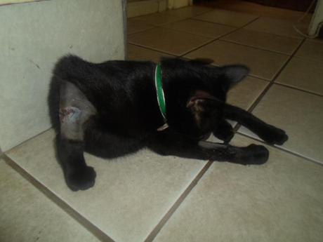 Raw Grape Tomato Pasta Sauce Image