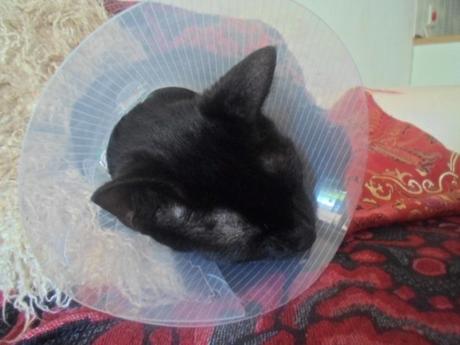 Raw Grape Tomato Pasta Sauce Image