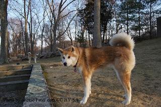 #Dog #Breed of the #Month: #Akita - #March 2013