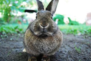 #Bringing #Home the #Bunny: #Grooming & #Cleanliness