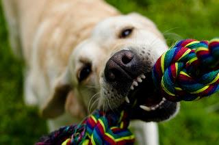 #Tips on #How #To #Brush your #Pets #Teeth