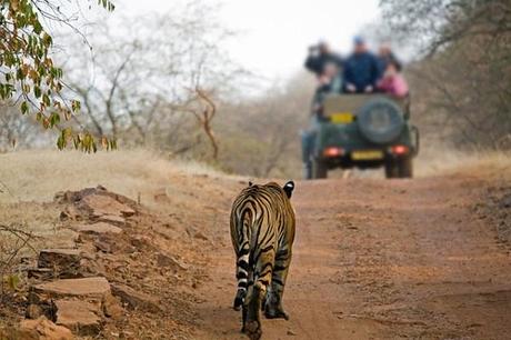 Wildlife safari in Kashmir