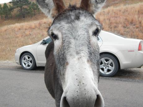 Road Trip Planner Donkey