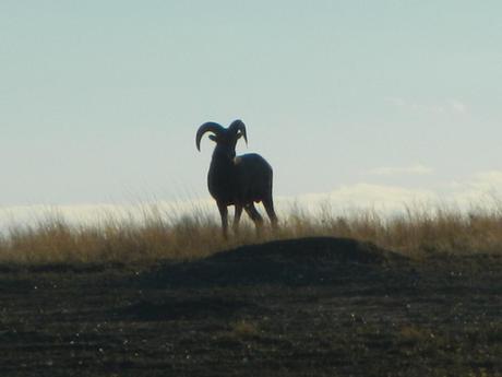 Silhouette of a BIg Horn Sheep
