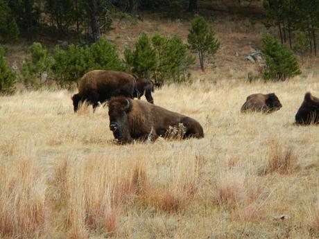 Bison Roaming in Custer Park