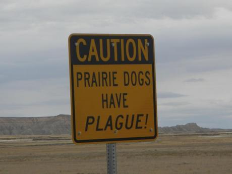 South Dakota Prairie Dogs have the PLAGUE