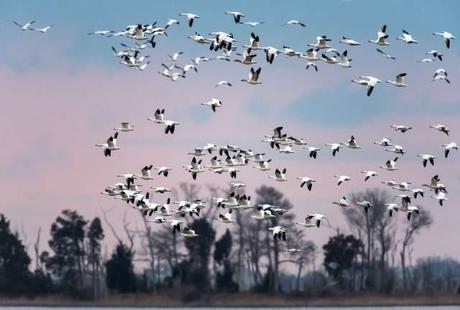 Flock-of-Snow-Geese-at-Prime-Hook