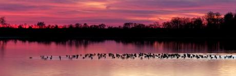 Sunset at Bombay Hook NWR with Ducks