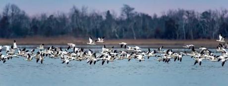 Snow-Geese-Lift-Off-at-PHNWR