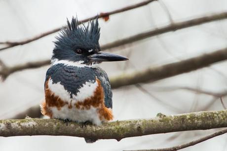 Belted-Kingfisher-2