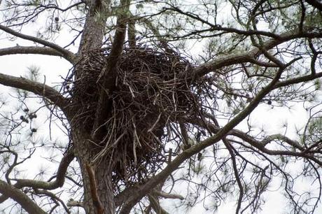 Eagle-Nest-BNWR