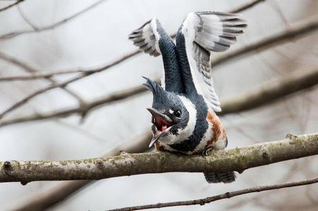 Belted-Kingfisher-3