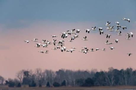 Snow-Geese-Lift-Off-at-Sunrise-at-PHNWR