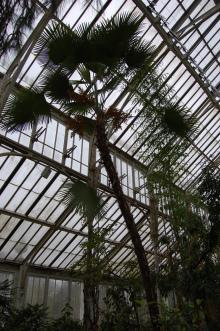 Trachycarpus martianus (09/02/2013, Kew Gardens, London)
